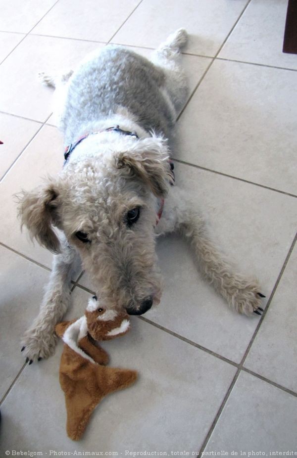 Photo de Fox terrier  poil dur