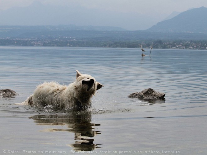 Photo de Chien de montagne des pyrnes