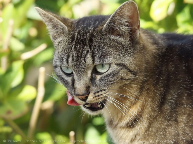 Photo de Chat domestique