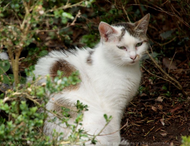 Photo de Chat domestique