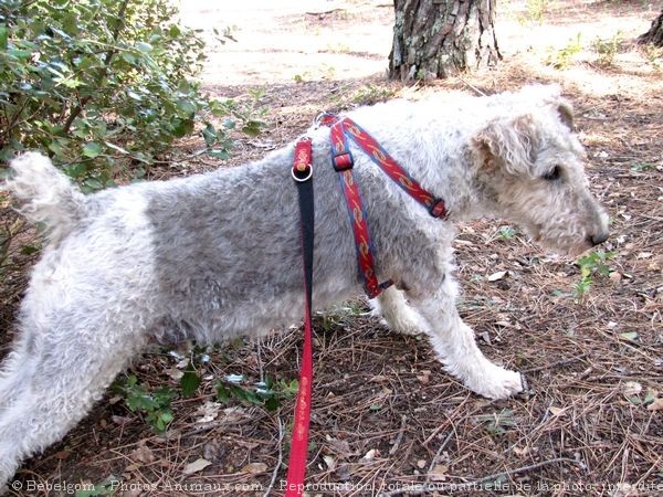 Photo de Fox terrier  poil dur