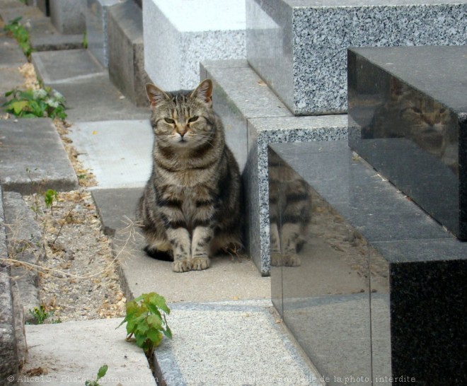 Photo de Chat domestique