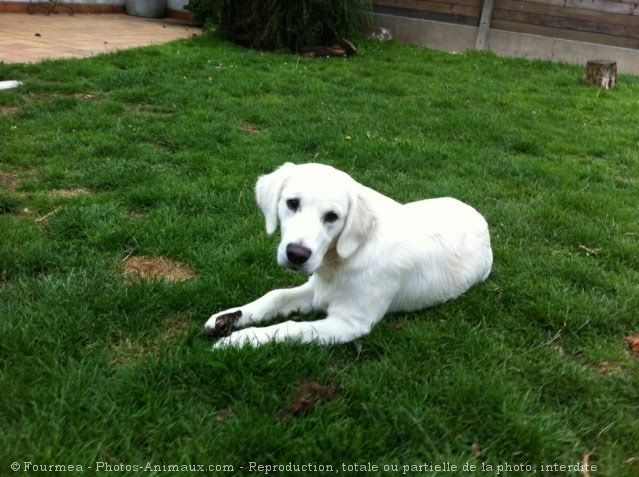 Photo de Golden retriever