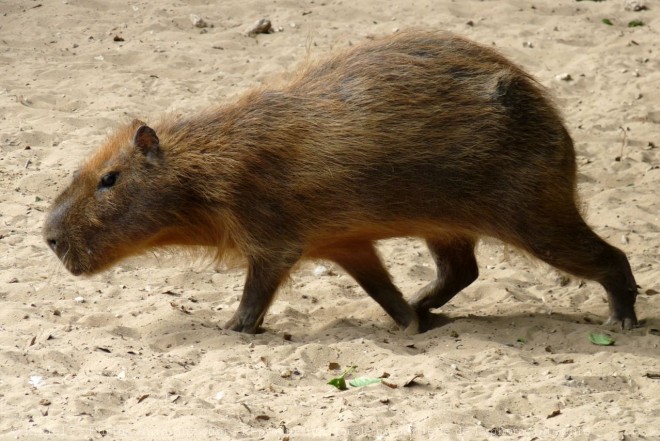 Photo de Cabiai ou capybara