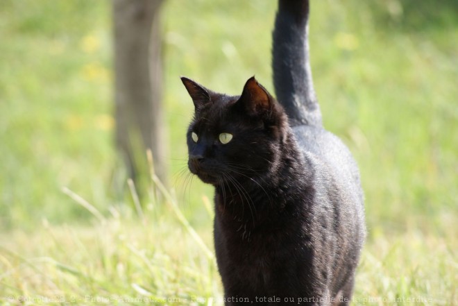 Photo de Chat domestique