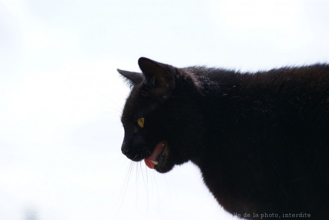 Photo de Chat domestique