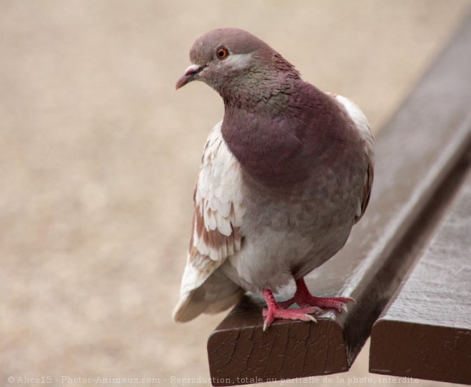 Photo de Pigeon