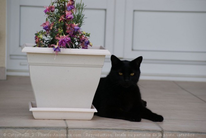 Photo de Chat domestique