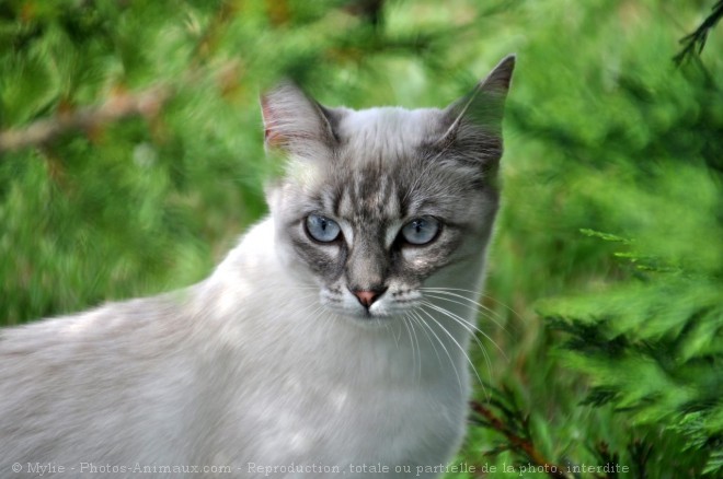 Photo de Chat domestique