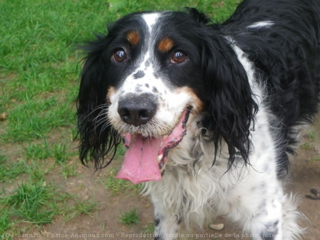 Photo d'English springer spaniel