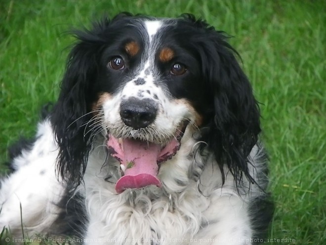 Photo d'English springer spaniel