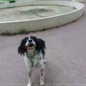 Photo d'English springer spaniel