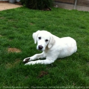 Photo de Golden retriever