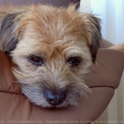 Photo de Border terrier