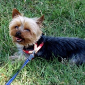 Photo de Yorkshire terrier