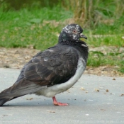 Photo de Pigeon