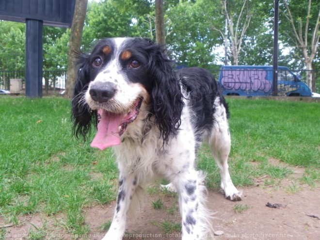 Photo d'English springer spaniel