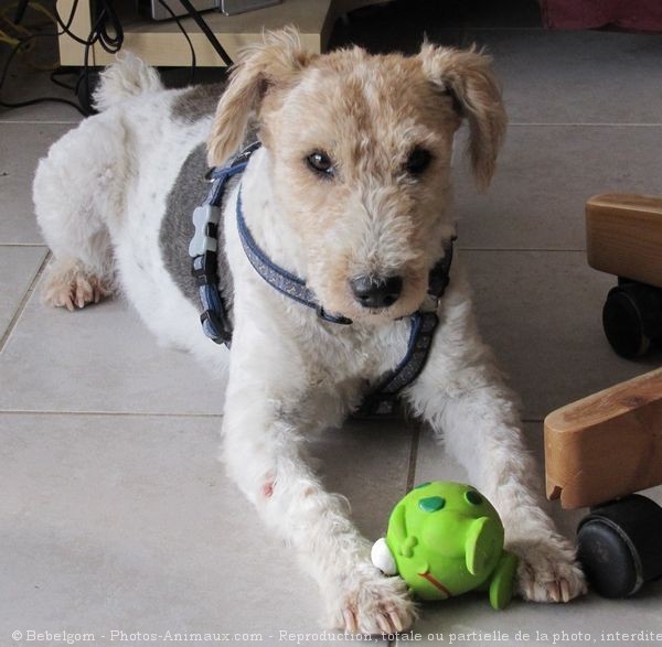 Photo de Fox terrier  poil dur