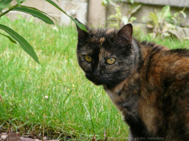 Photo de Chat domestique