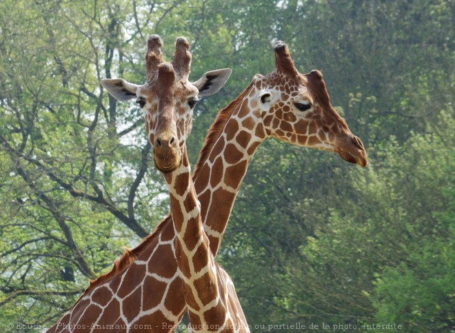 Photo de Girafe