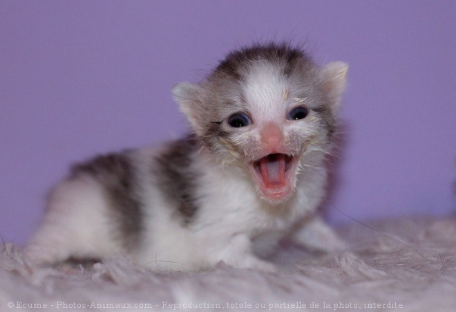 Photo de Chat domestique