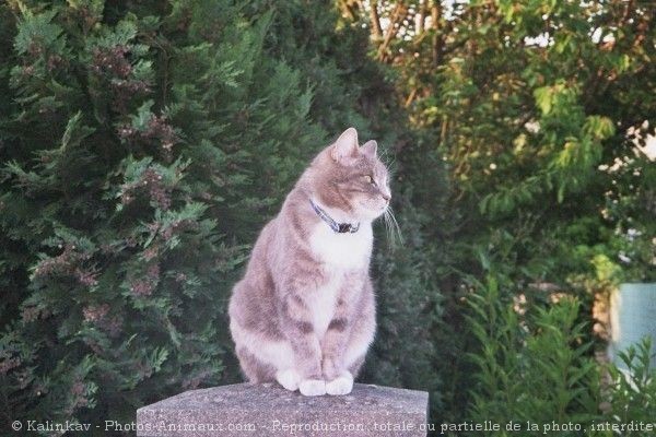 Photo de Chat domestique