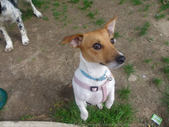 Photo de Jack russell terrier