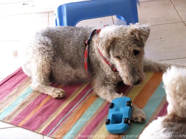 Photo de Fox terrier  poil dur