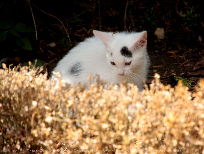 Photo de Chat domestique