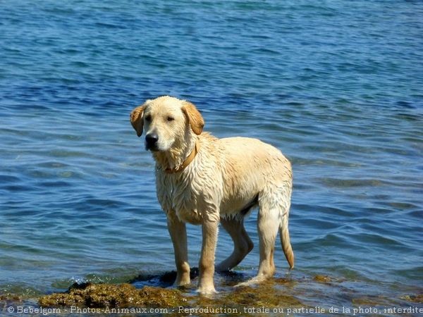 Photo de Croisement