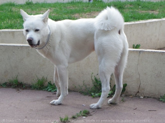 Photo d'Akita inu