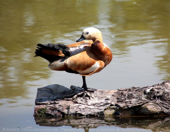 Photo de Canard tadorne casarca