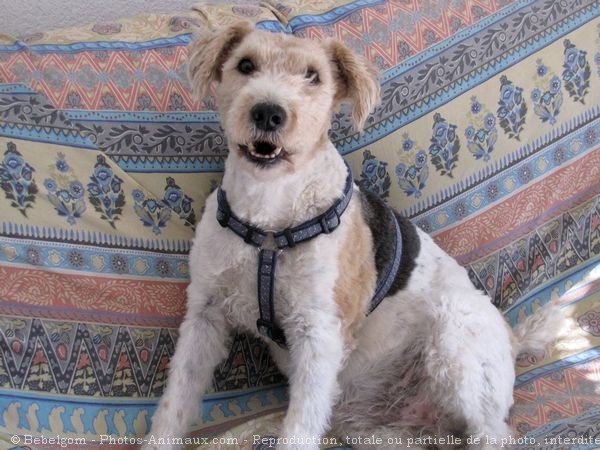 Photo de Fox terrier  poil dur