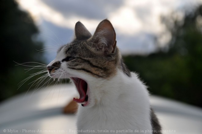 Photo de Chat domestique