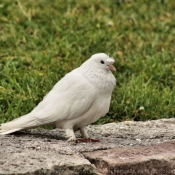 Photo de Pigeon