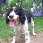 Photo d'English springer spaniel