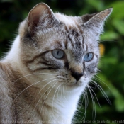 Photo de Chat domestique