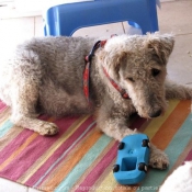 Photo de Fox terrier  poil dur