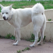 Photo d'Akita inu