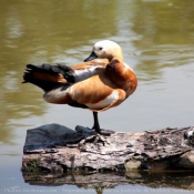 Photo de Canard tadorne casarca