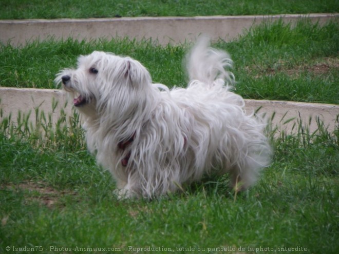 Photo de West highland white terrier