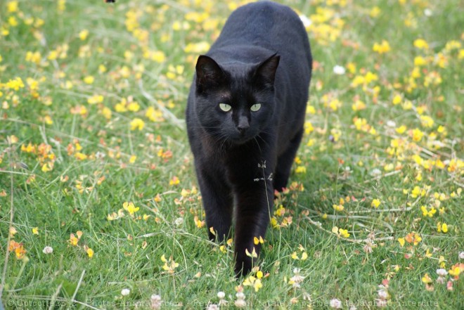 Photo de Chat domestique