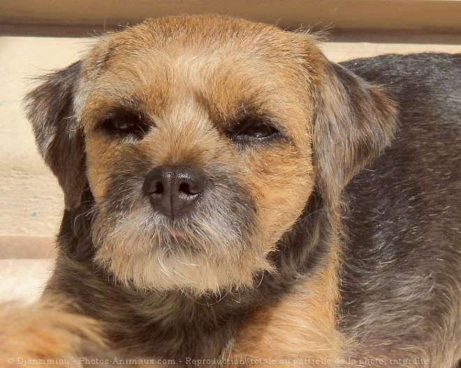 Photo de Border terrier