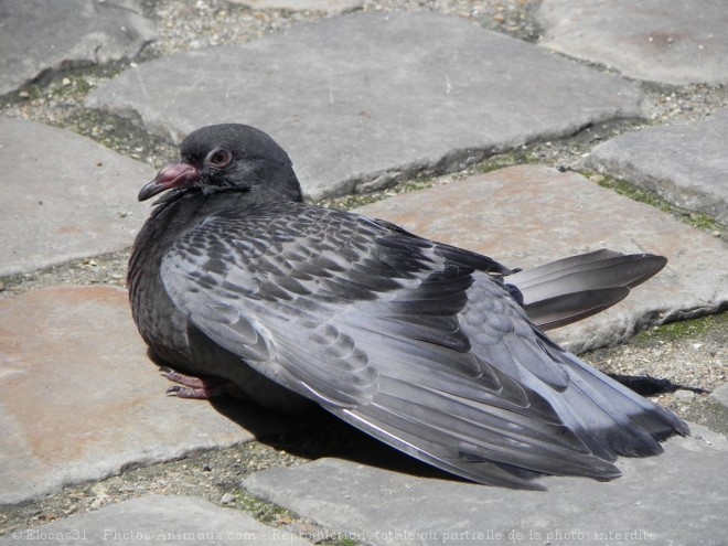 Photo de Pigeon