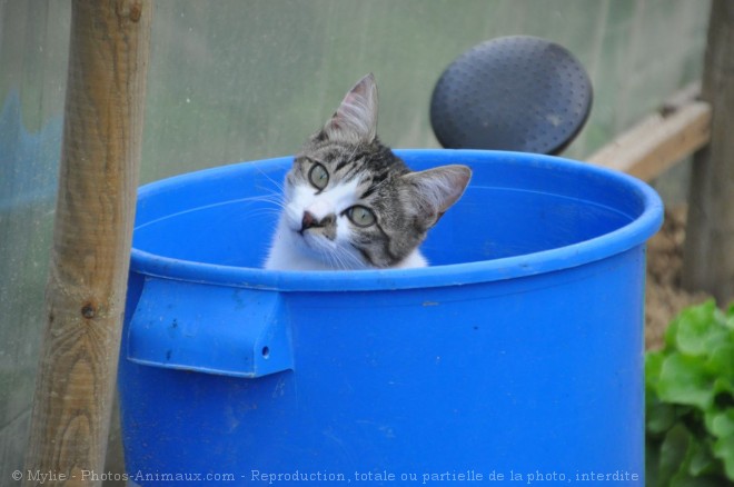 Photo de Chat domestique