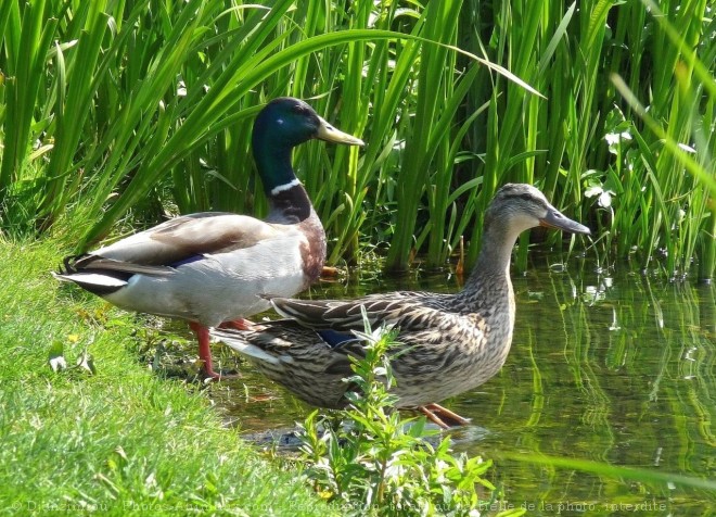 Photo de Canard colvert