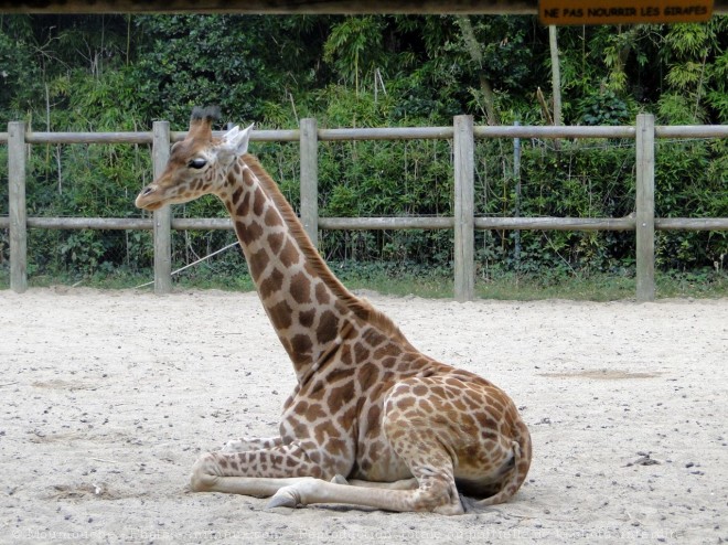 Photo de Girafe