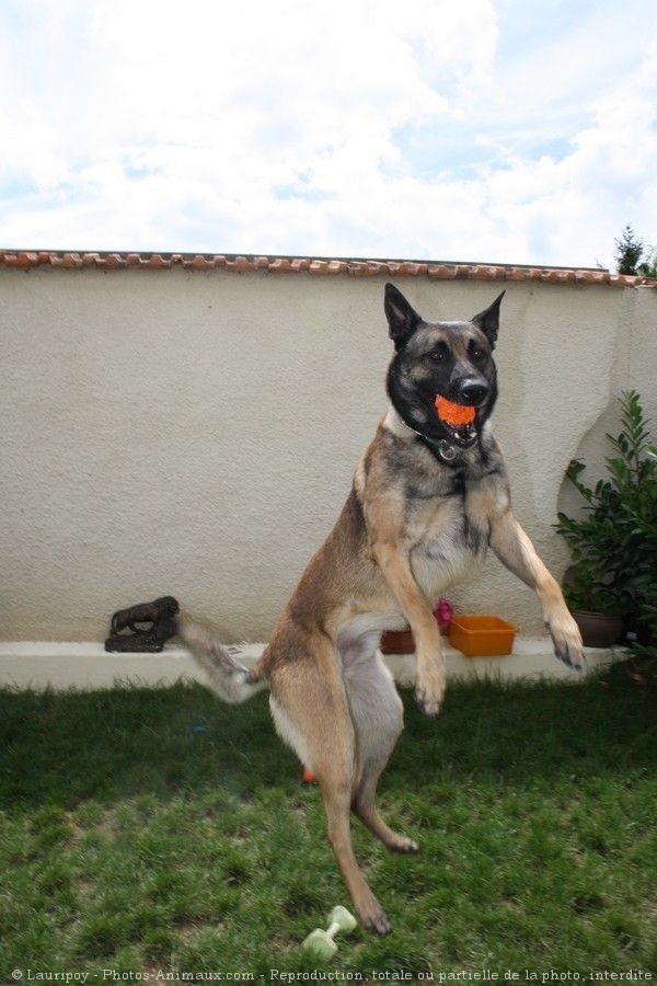 Photo de Berger belge malinois