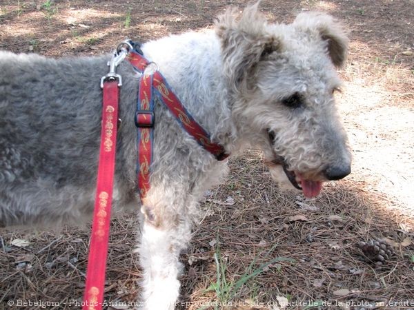 Photo de Fox terrier  poil dur