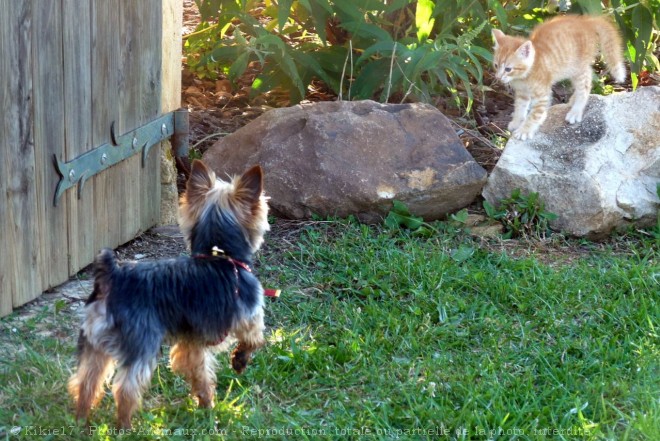 Photo de Yorkshire terrier